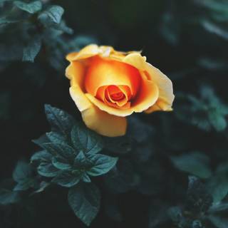 Dark orange 4k wallpaper