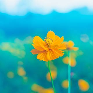 Yellow flower 4k wallpaper