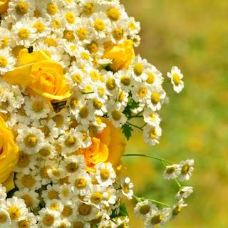 Yellow flower 4k wallpaper