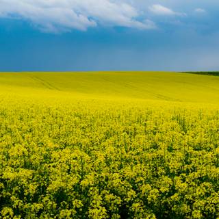 Yellow flower 4k wallpaper