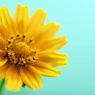 Yellow flower 4k wallpaper