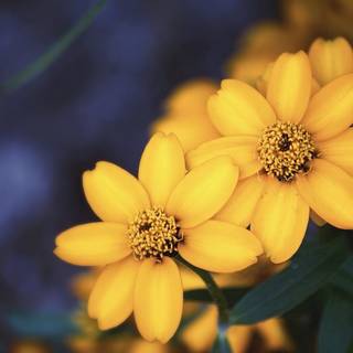 Yellow flower 4k wallpaper