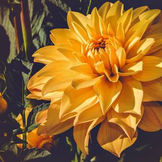 Yellow flower 4k wallpaper