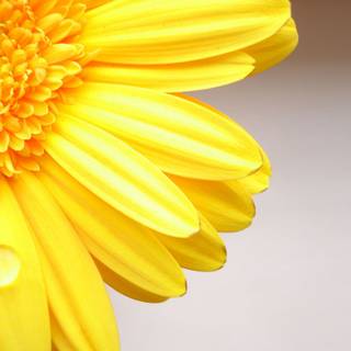 Yellow flowers desktop wallpaper