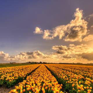 Yellow flower 4k wallpaper