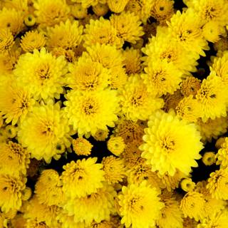 Yellow flower 4k wallpaper