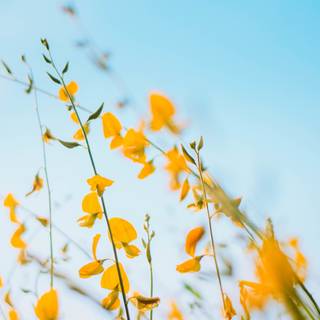 Yellow flower 4k wallpaper