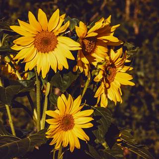 Yellow flower 4k wallpaper