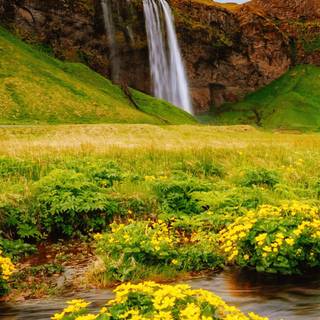 Yellow flower 4k wallpaper