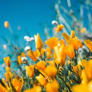 Yellow flower 4k wallpaper