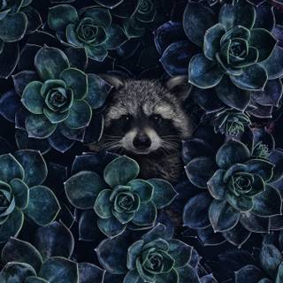 Racoon phone wallpaper