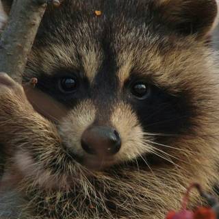 Racoon phone wallpaper