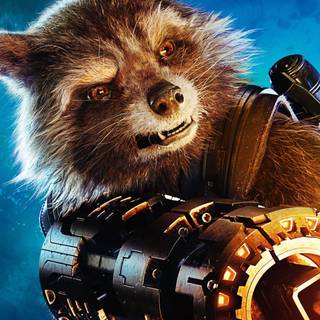 Racoon phone wallpaper