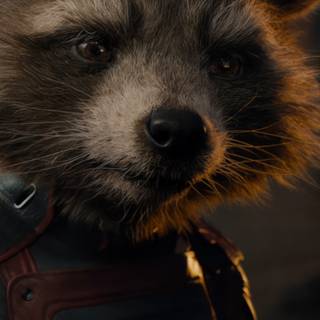 Racoon phone wallpaper