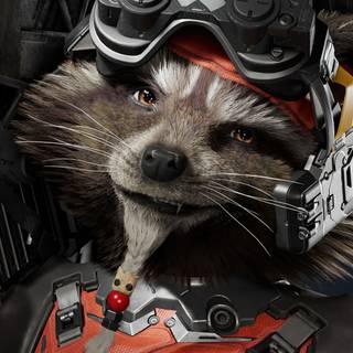 Racoon phone wallpaper
