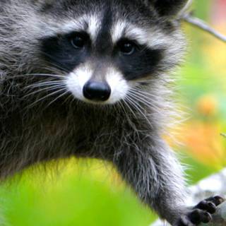 Racoon phone wallpaper