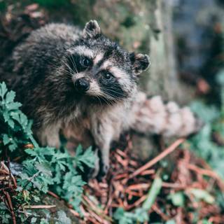 Racoon phone wallpaper