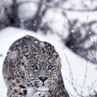 Snow leopard iPhone wallpaper