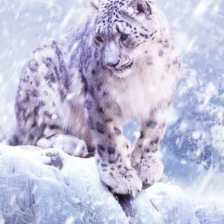 Snow leopard iPhone wallpaper