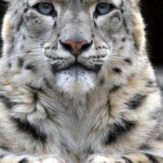 Snow leopard iPhone wallpaper