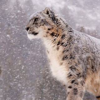 Snow leopard iPhone wallpaper