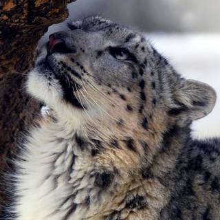 Snow leopard iPhone wallpaper
