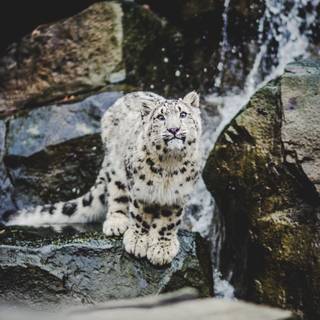 Snow leopard iPhone wallpaper