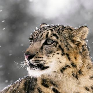 Snow leopard iPhone wallpaper