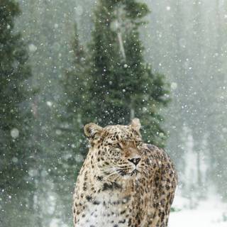 Snow leopard iPhone wallpaper
