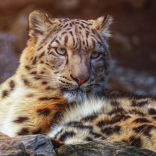 Snow leopard iPhone wallpaper