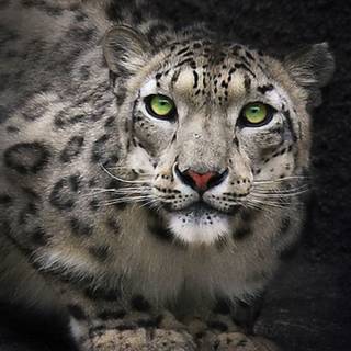 Snow leopard iPhone wallpaper