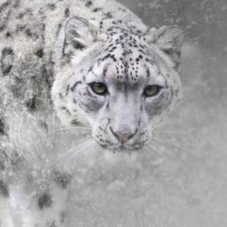 Snow leopard iPhone wallpaper