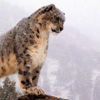 Snow leopard iPhone wallpaper