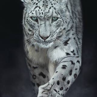 Snow leopard iPhone wallpaper