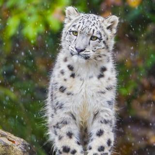 Snow leopard iPhone wallpaper