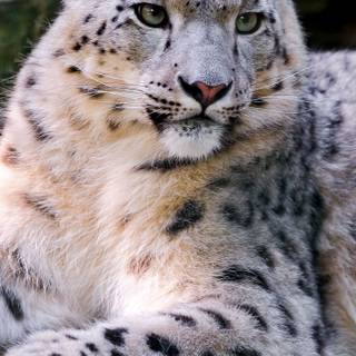Snow leopard iPhone wallpaper