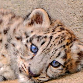 Snow leopard iPhone wallpaper
