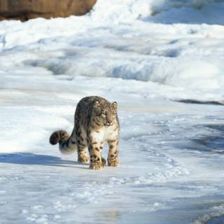 Snow leopard iPhone wallpaper