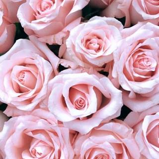 iPhone light pink wallpaper