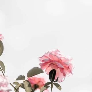 iPhone light pink wallpaper