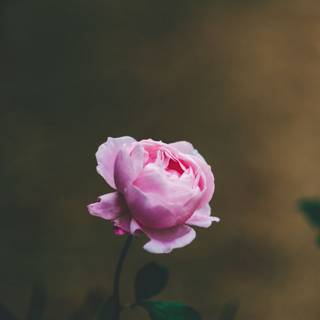 iPhone light pink wallpaper