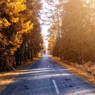 Autumn road iPhone wallpaper