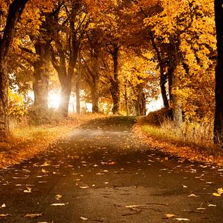 Autumn road 4k wallpaper