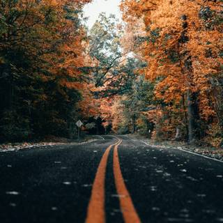 Autumn road 4k wallpaper