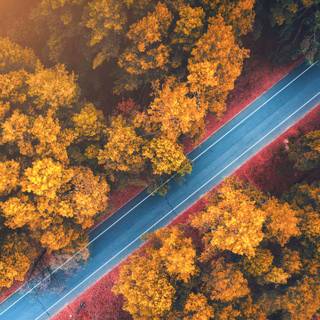 Autumn road 4k wallpaper