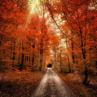 Autumn road 4k wallpaper