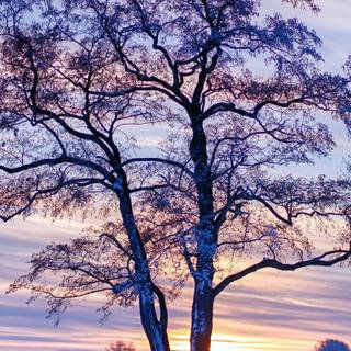 Tablet winter wallpaper