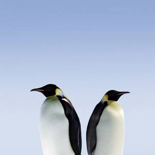 Penguin 4k iPhone wallpaper