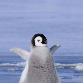 Penguin 4k iPhone wallpaper