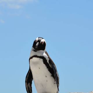 Penguin 4k iPhone wallpaper